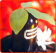 Mahashivratri - Belpatra on shivling