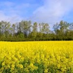 Mustard fields